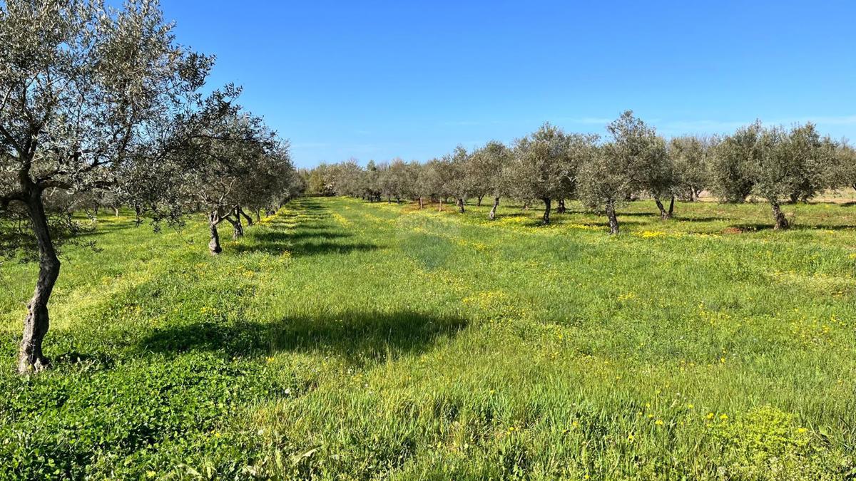 Terreno non edificabile Brtonigla, 10.130m2