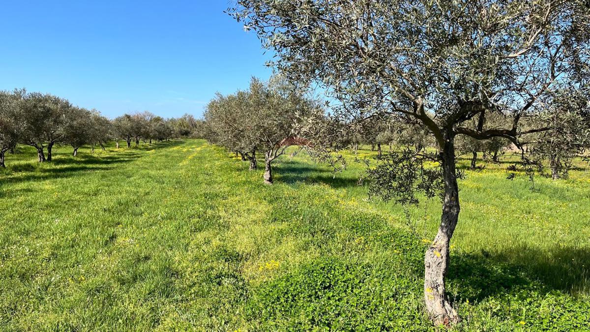 Terreno non edificabile Brtonigla, 10.130m2