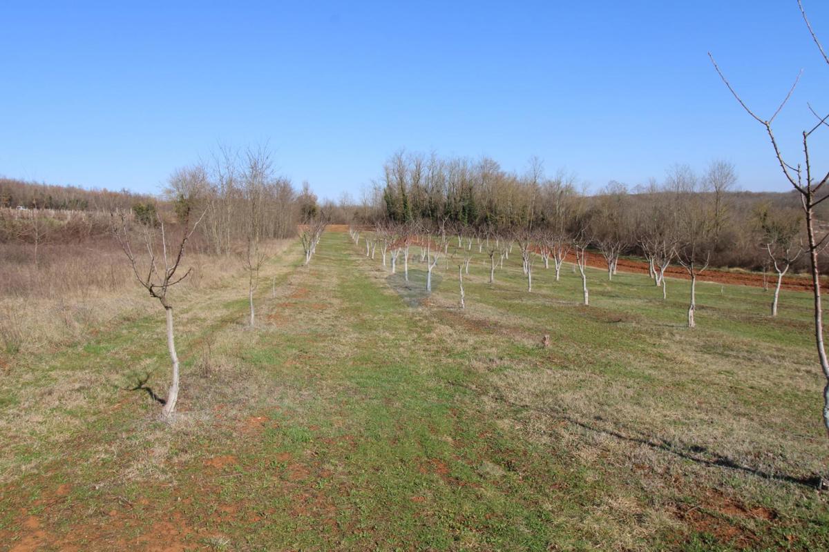 Terreno edificabile Velići, Vižinada, 3.006m2