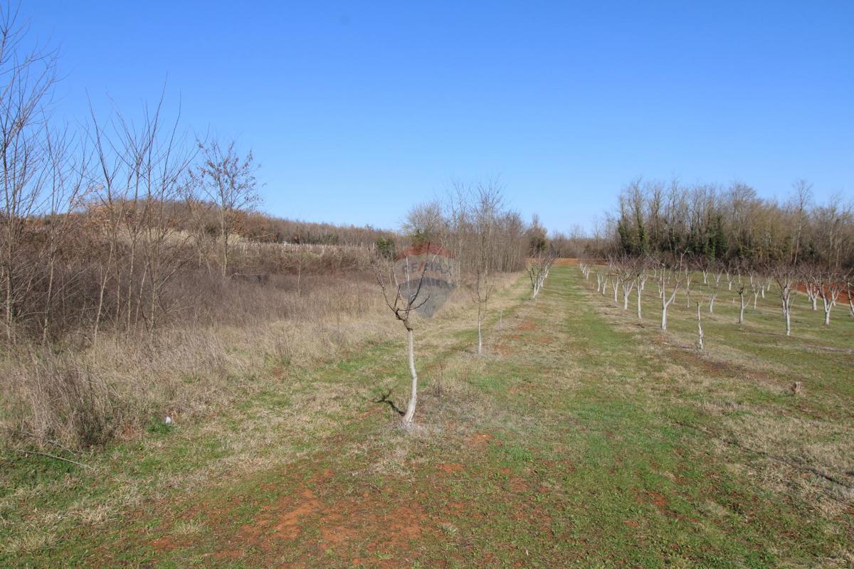 Terreno edificabile Velići, Vižinada, 3.006m2