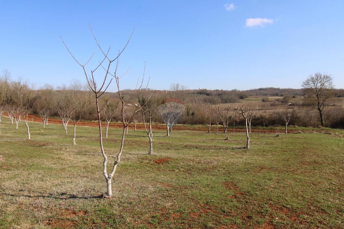 Terreno edificabile Velići, Vižinada, 3.006m2