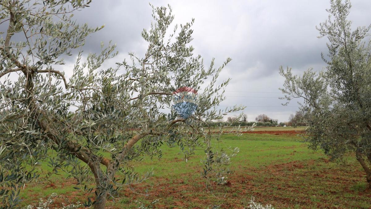 Terreno non edificabile Poreč, 10.200m2