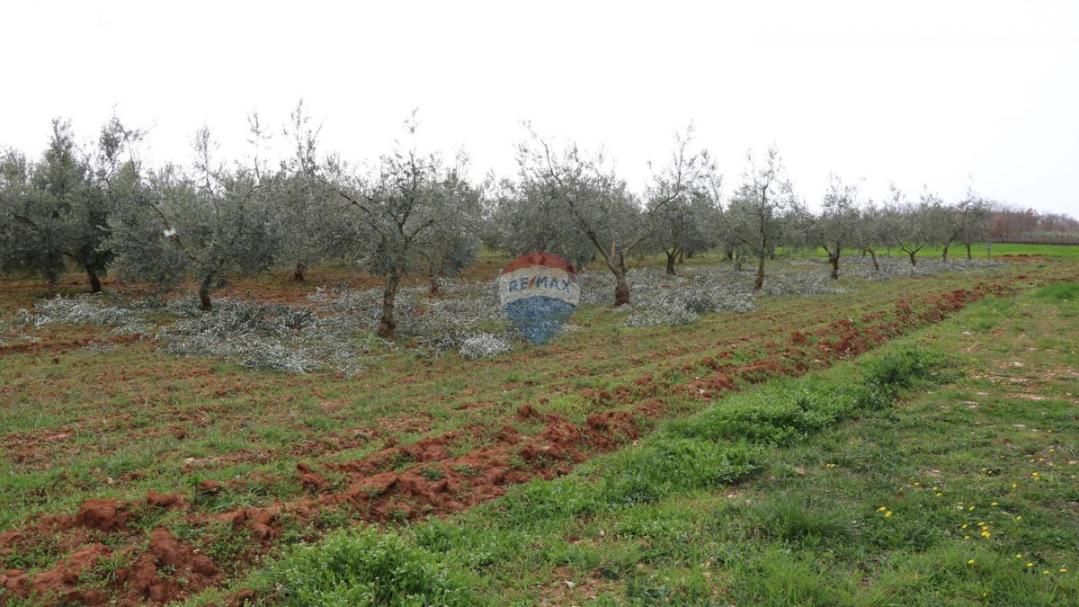 Terreno non edificabile Poreč, 10.200m2