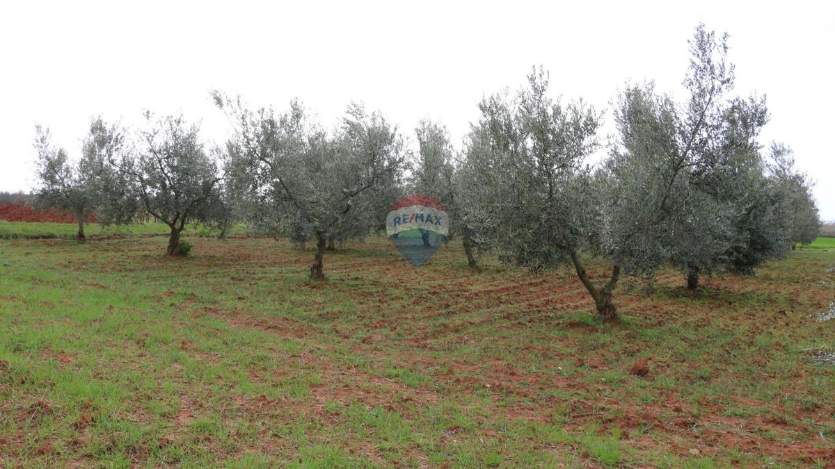 Terreno non edificabile Poreč, 10.200m2