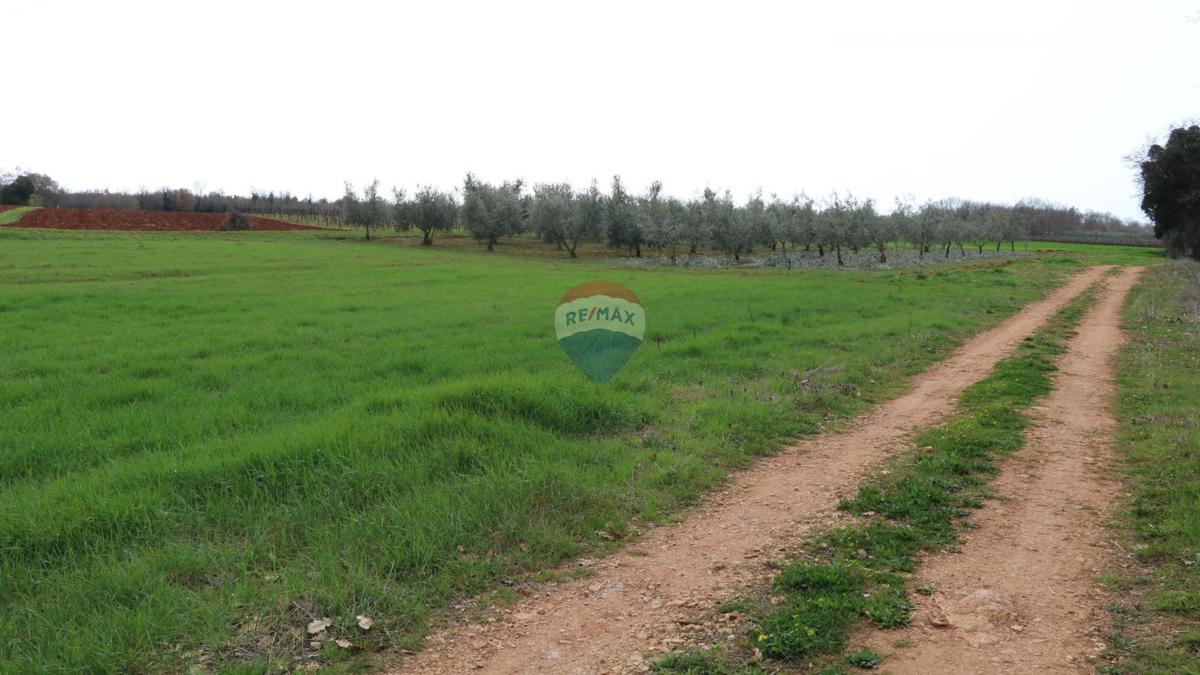 Terreno non edificabile Poreč, 10.200m2