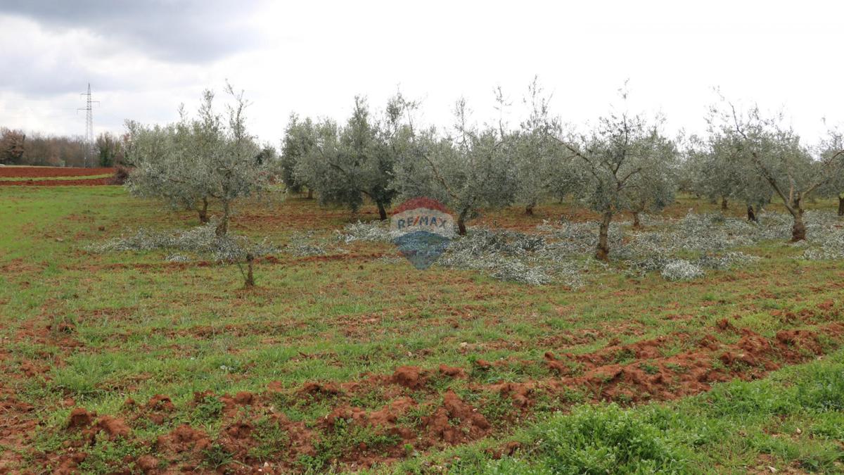 Terreno non edificabile Poreč, 10.200m2