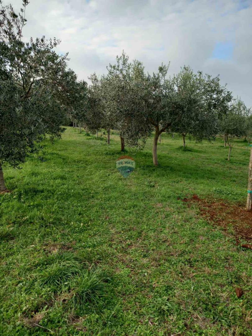 Terreno non edificabile Juršići, Svetvinčenat, 2.449m2