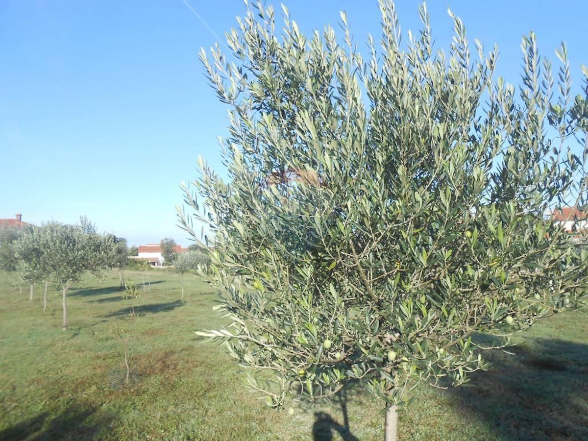 Terreno agricolo Galižana, Vodnjan, 5.520m2