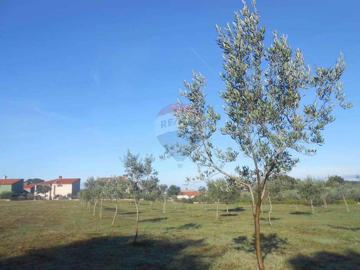 Terreno agricolo Galižana, Vodnjan, 5.520m2