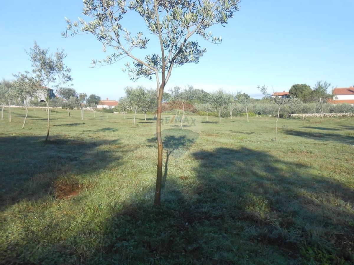 Terreno agricolo Galižana, Vodnjan, 5.520m2