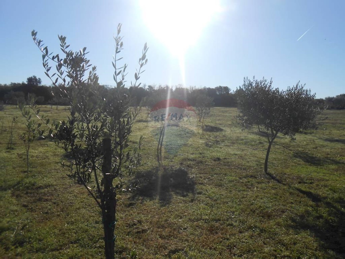 Terreno agricolo Galižana, Vodnjan, 5.520m2