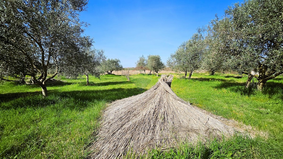 Terreno non edificabile Umag, 4.187m2