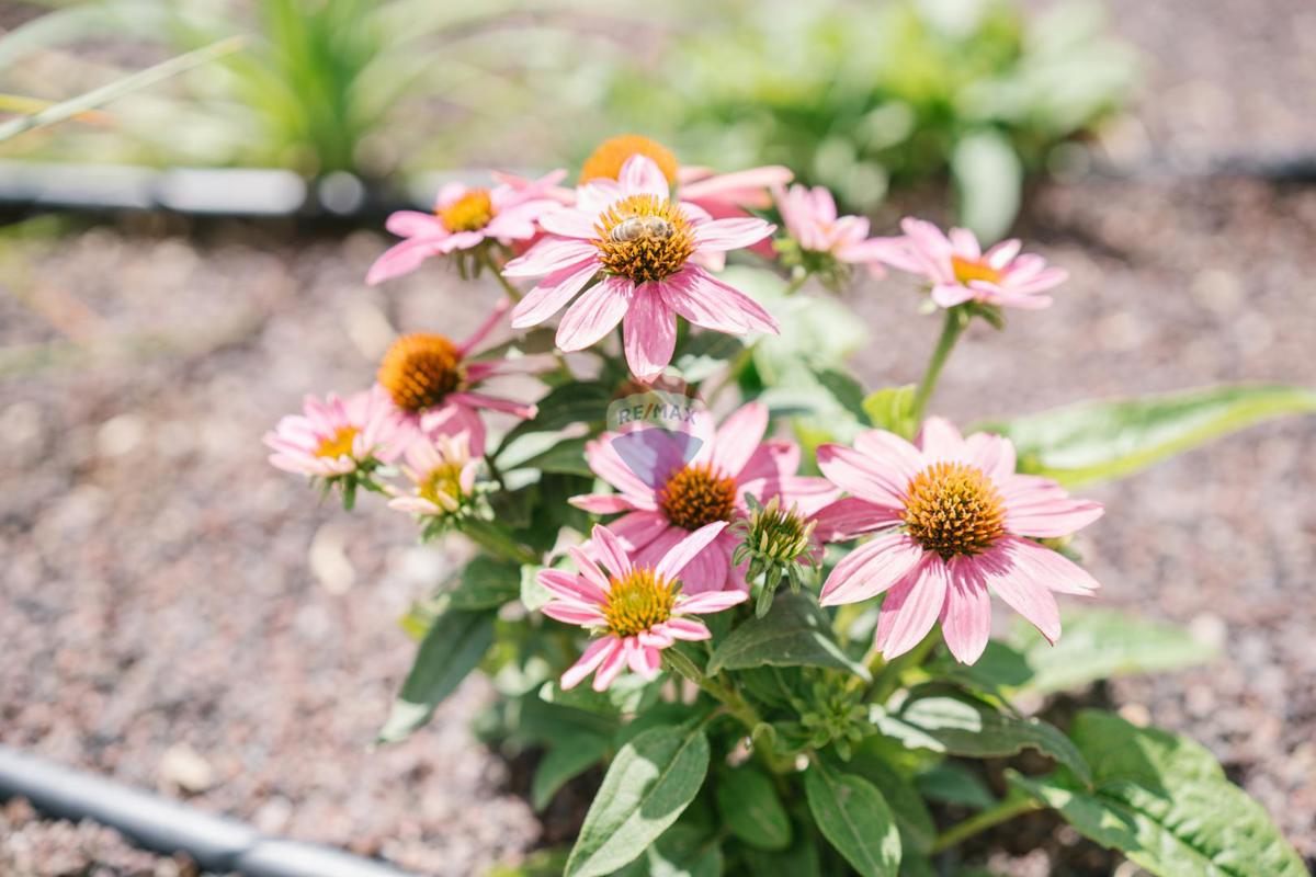 Casa Bribir, Vinodolska Općina, 120m2