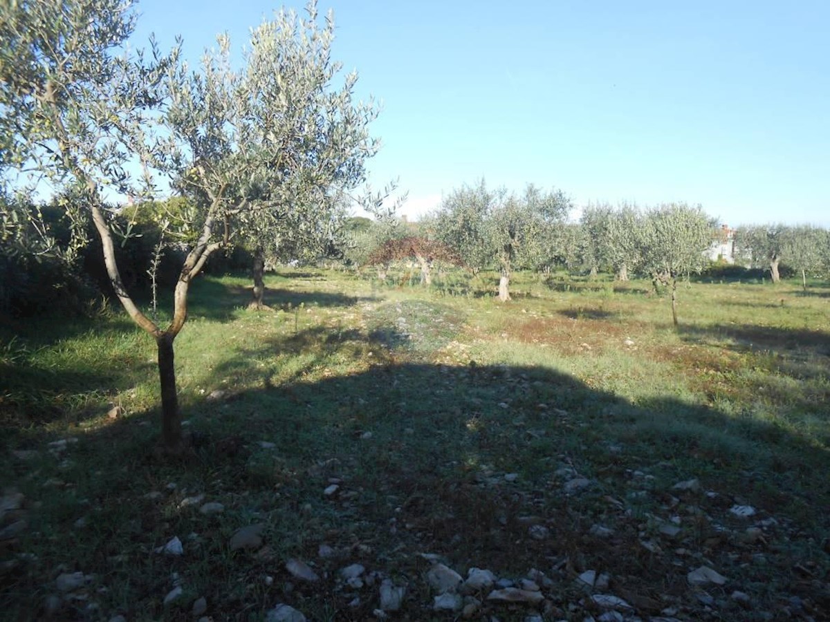 Terreno agricolo Galižana, Vodnjan, 5.144m2