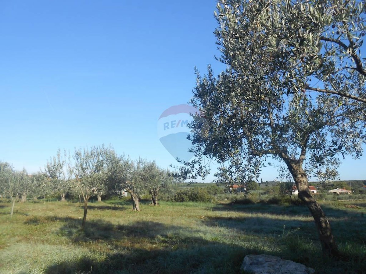 Terreno agricolo Galižana, Vodnjan, 5.144m2