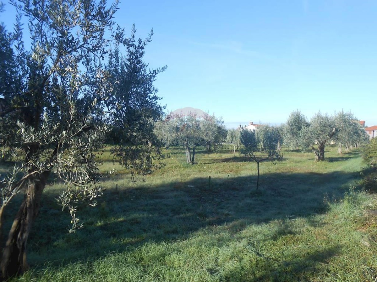 Terreno agricolo Galižana, Vodnjan, 5.144m2