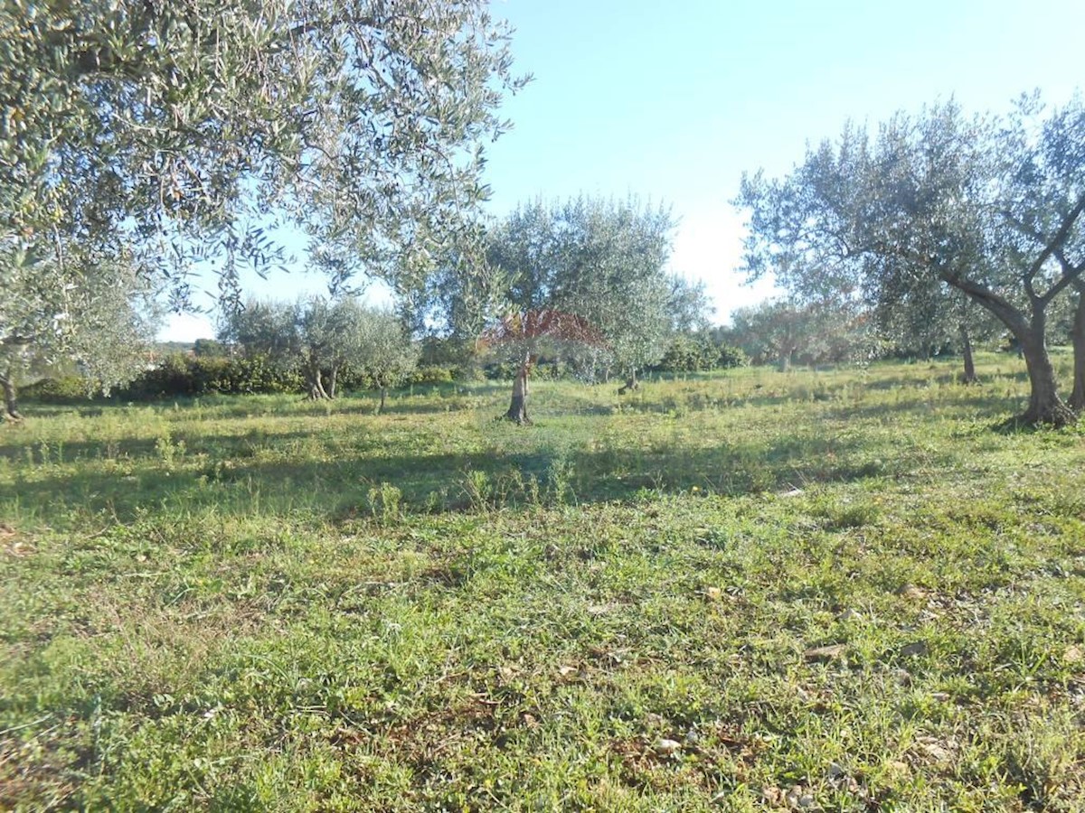 Terreno agricolo Galižana, Vodnjan, 5.144m2