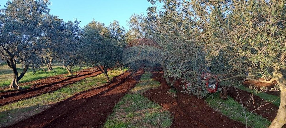 Terreno non edificabile Fažana, 2.370m2