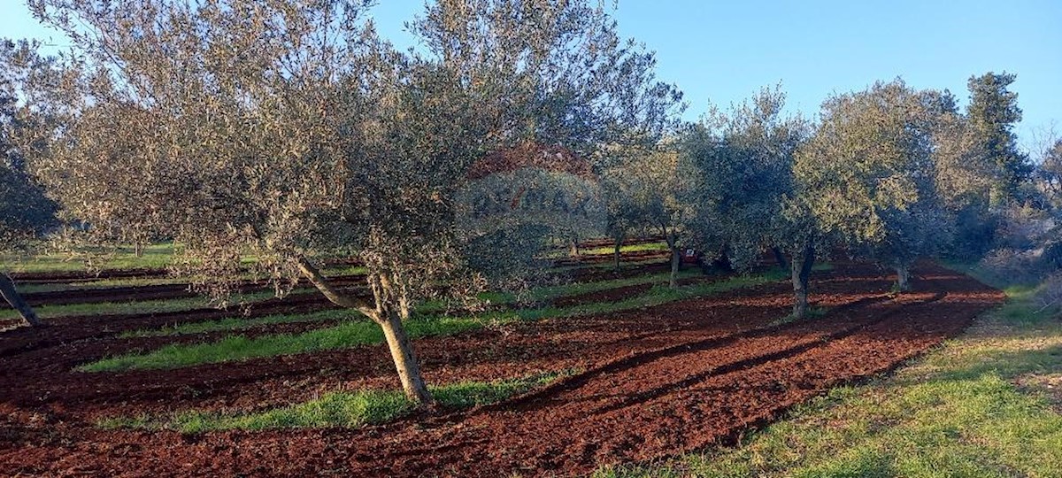 Terreno non edificabile Fažana, 2.370m2