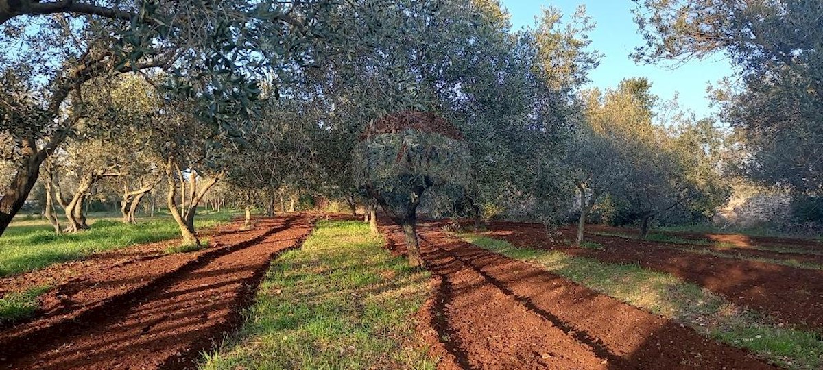 Terreno non edificabile Fažana, 2.370m2