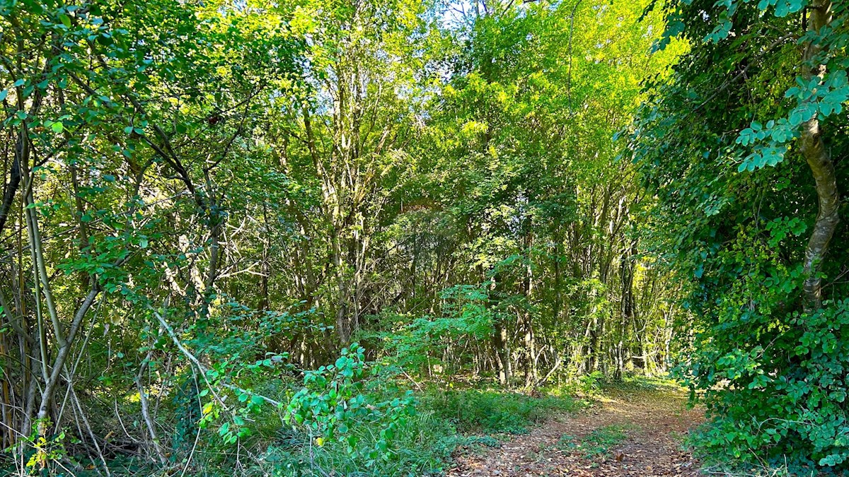 Terreno non edificabile Juricani, Umag, 5.110m2