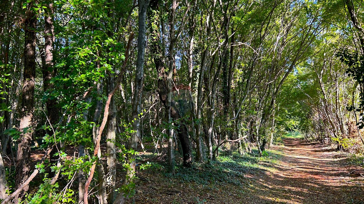 Terreno non edificabile Juricani, Umag, 5.110m2