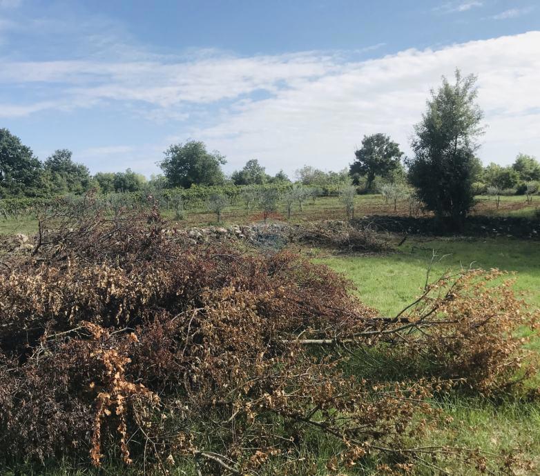 Žminj, Cere – Terreno Edificabile con Permesso per Casa Moderna con Piscina