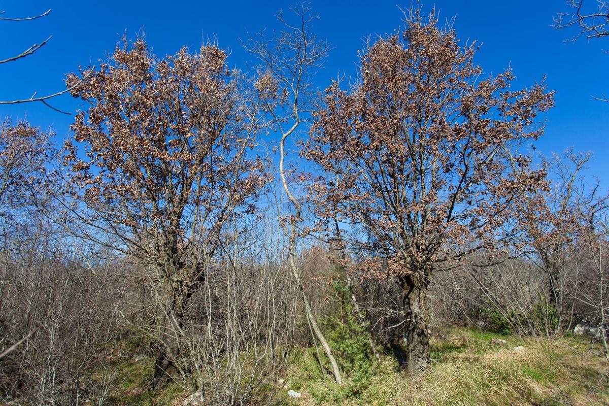 Terreno non edificabile Krk, 46.116m2