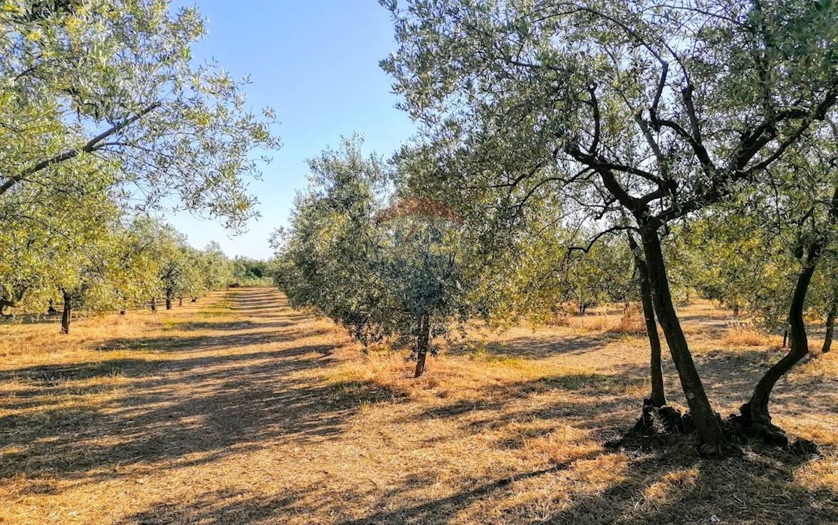 Terreno non edificabile Tar, Tar-Vabriga, 7.628m2