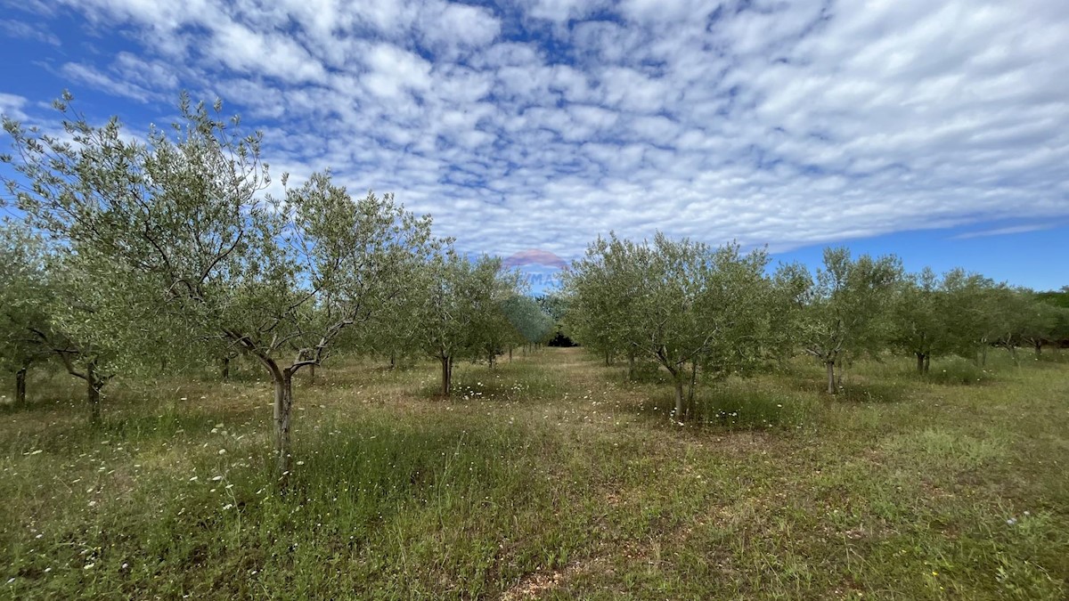 Terreno non edificabile Labinci, Kaštelir-Labinci, 8.841m2