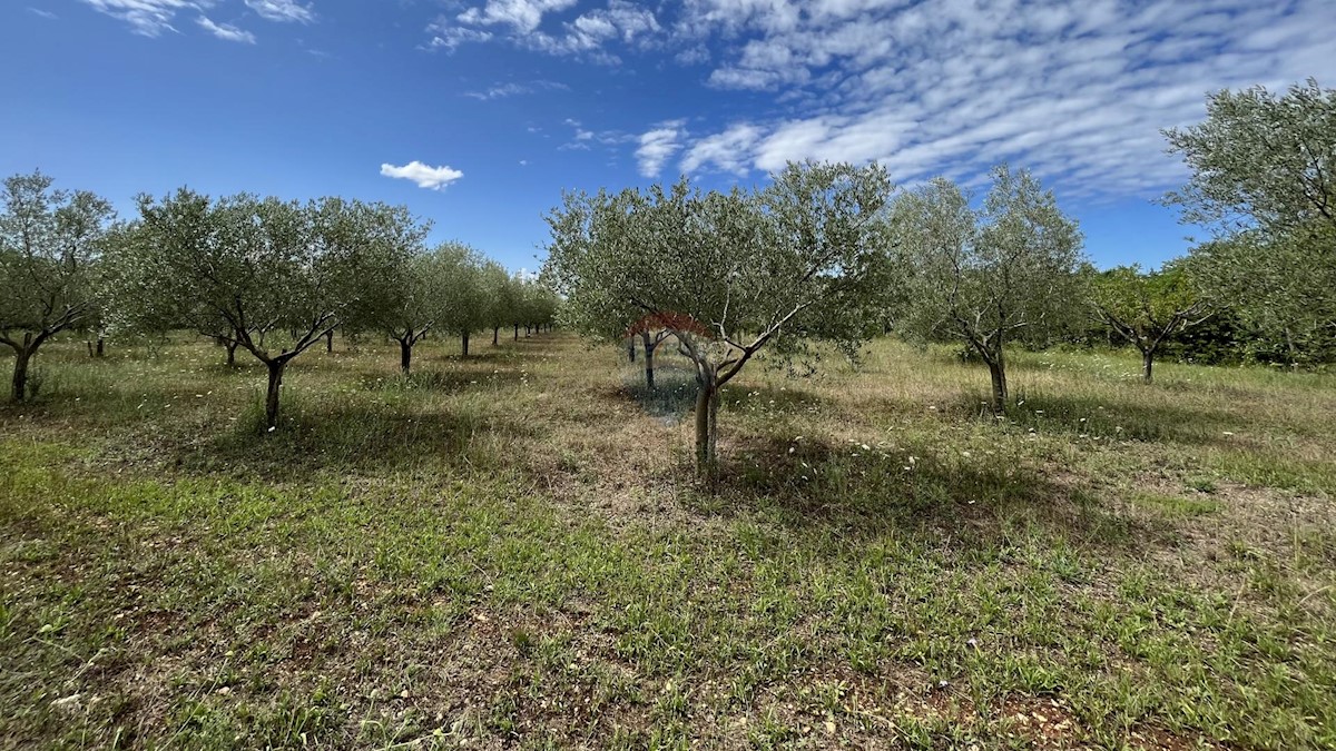 Terreno non edificabile Labinci, Kaštelir-Labinci, 8.841m2