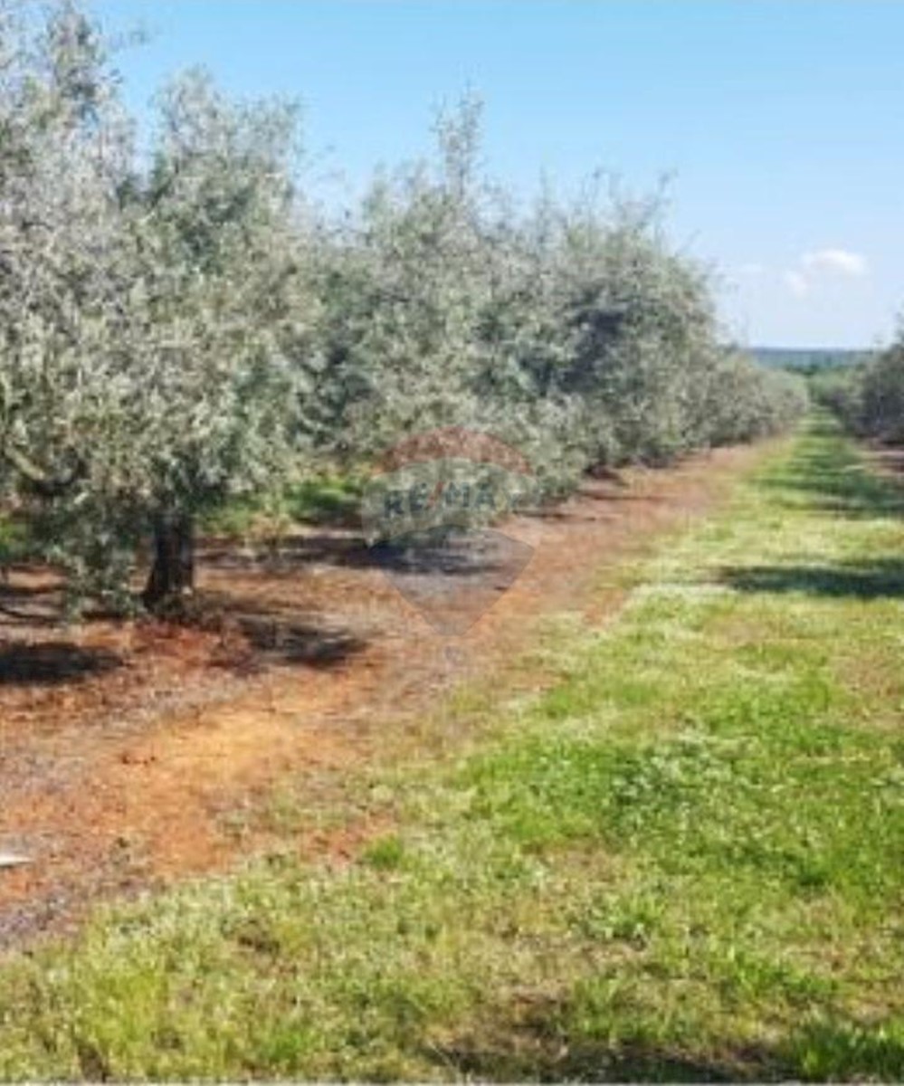 Terreno non edificabile Poreč okolica, Poreč, 10.557m2