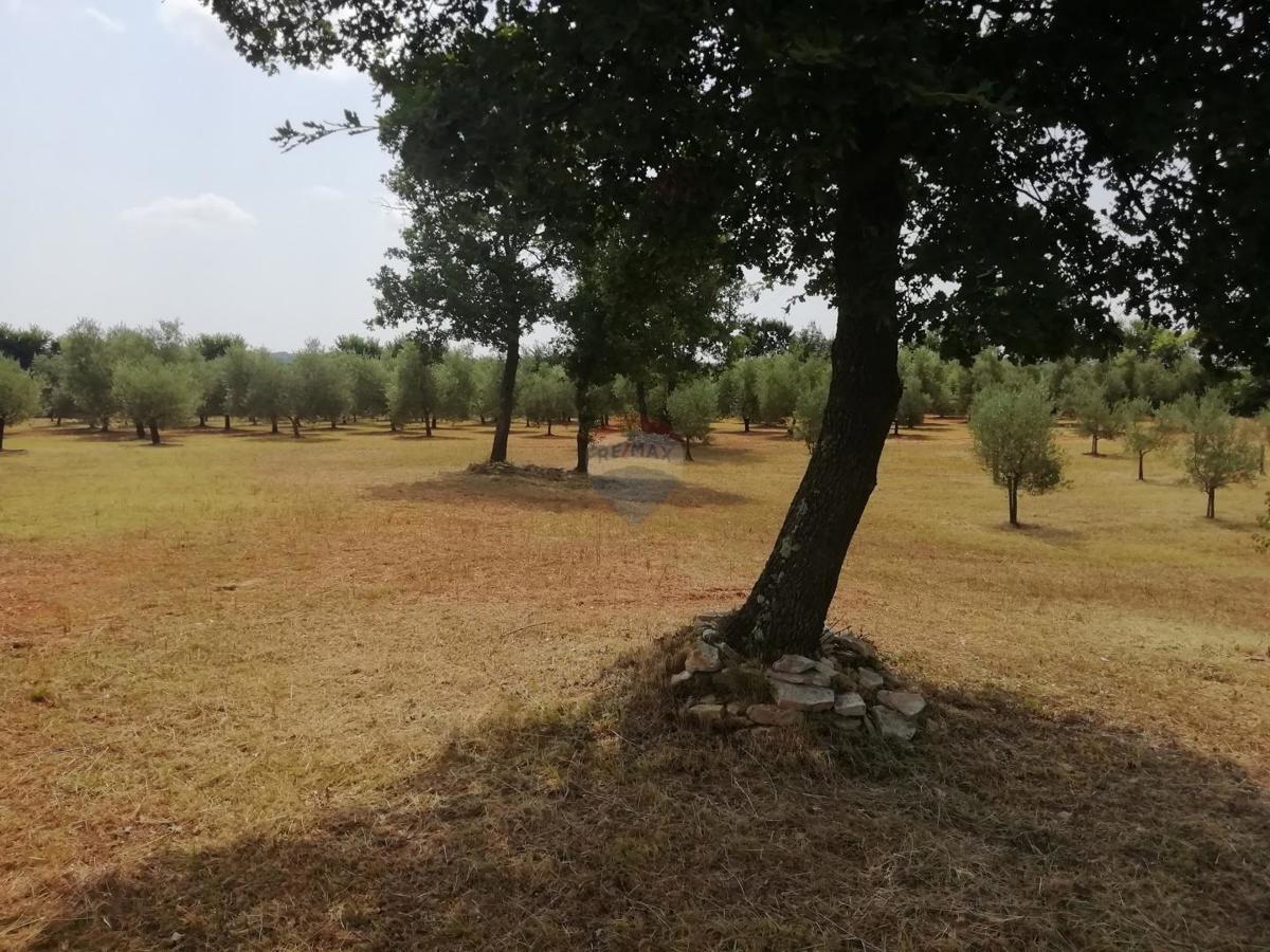 Terreno non edificabile Vodnjan, 24.680m2