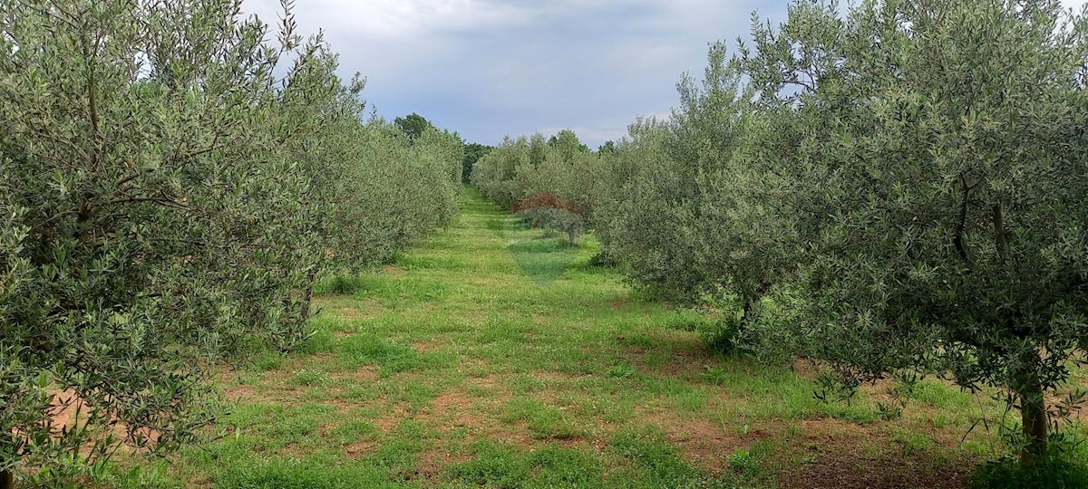 Terreno non edificabile Vodnjan, 24.680m2