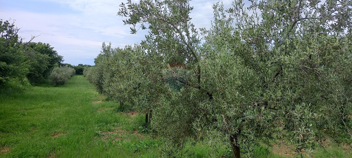 Terreno non edificabile Vodnjan, 24.680m2