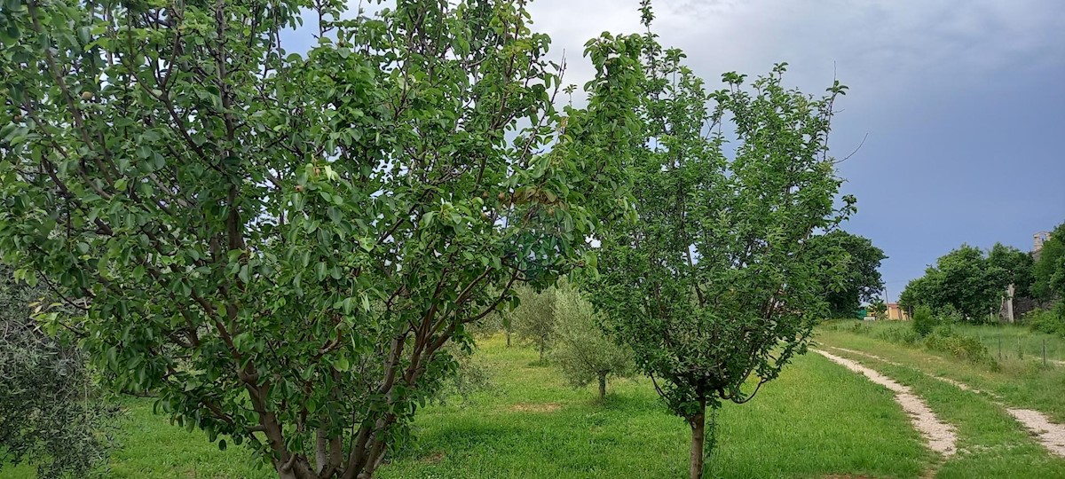 Terreno non edificabile Vodnjan, 24.680m2