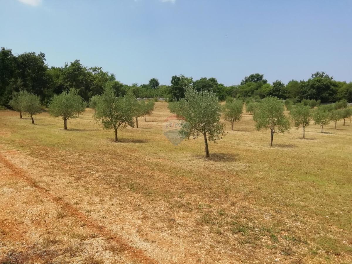 Terreno non edificabile Vodnjan, 24.680m2
