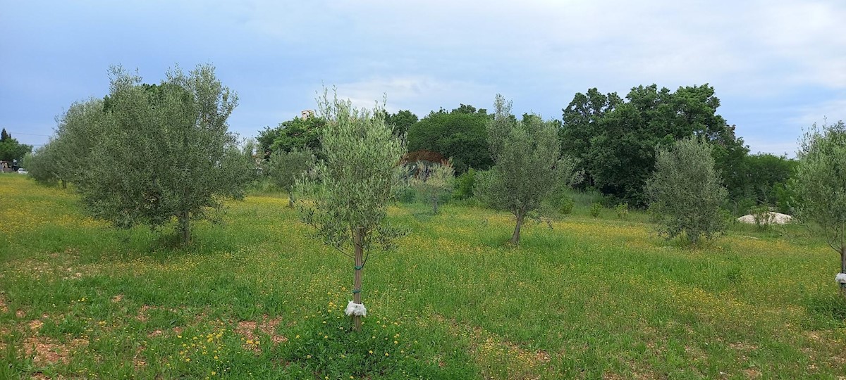 Terreno non edificabile Vodnjan, 24.680m2