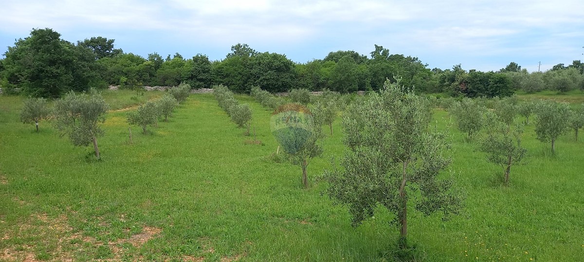 Terreno non edificabile Vodnjan, 24.680m2