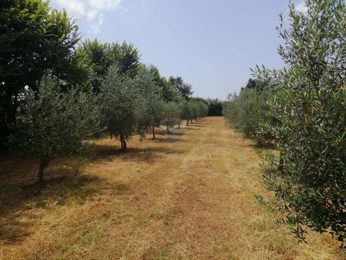 Terreno non edificabile Vodnjan, 24.680m2