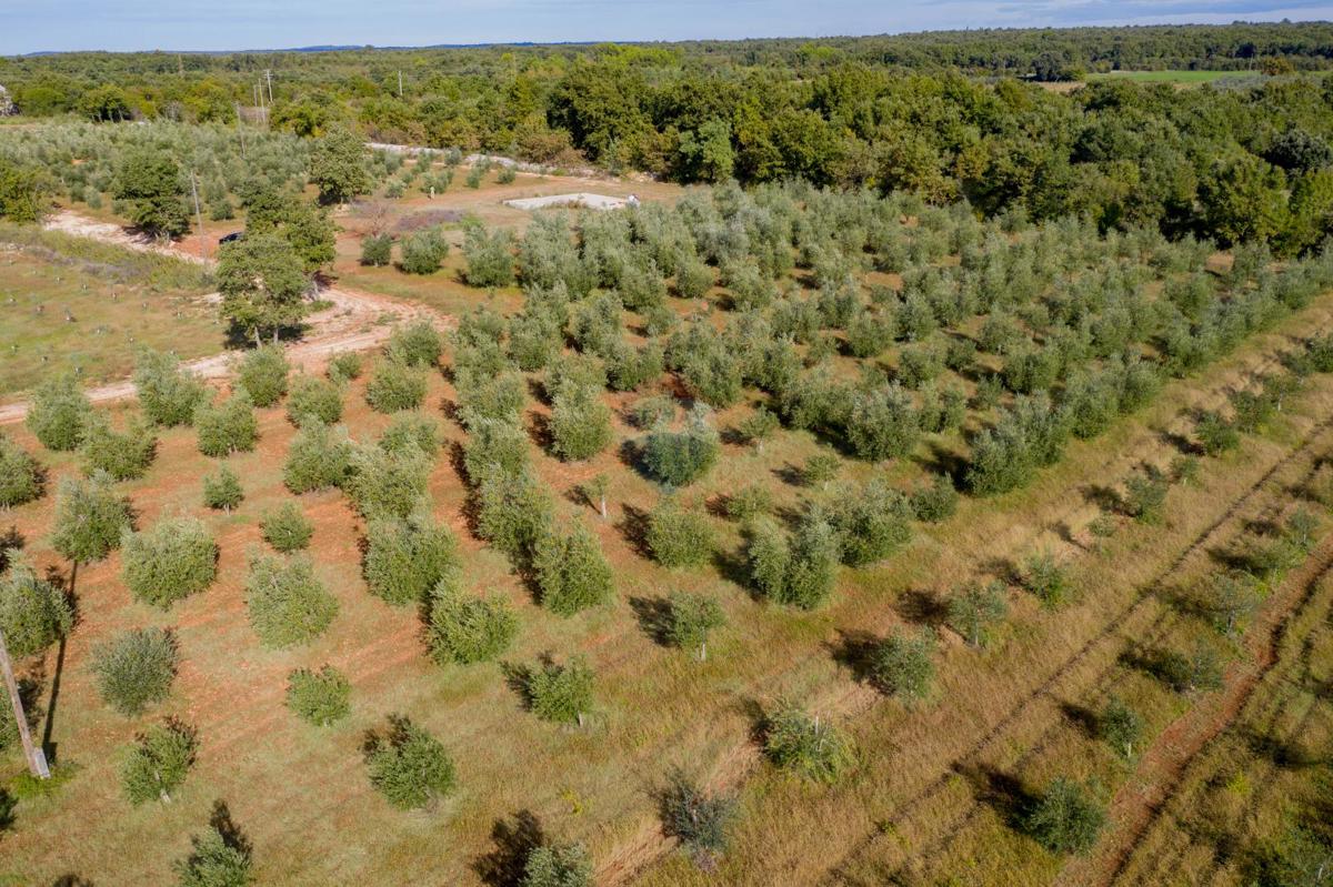 Terreno non edificabile Vodnjan, 24.680m2