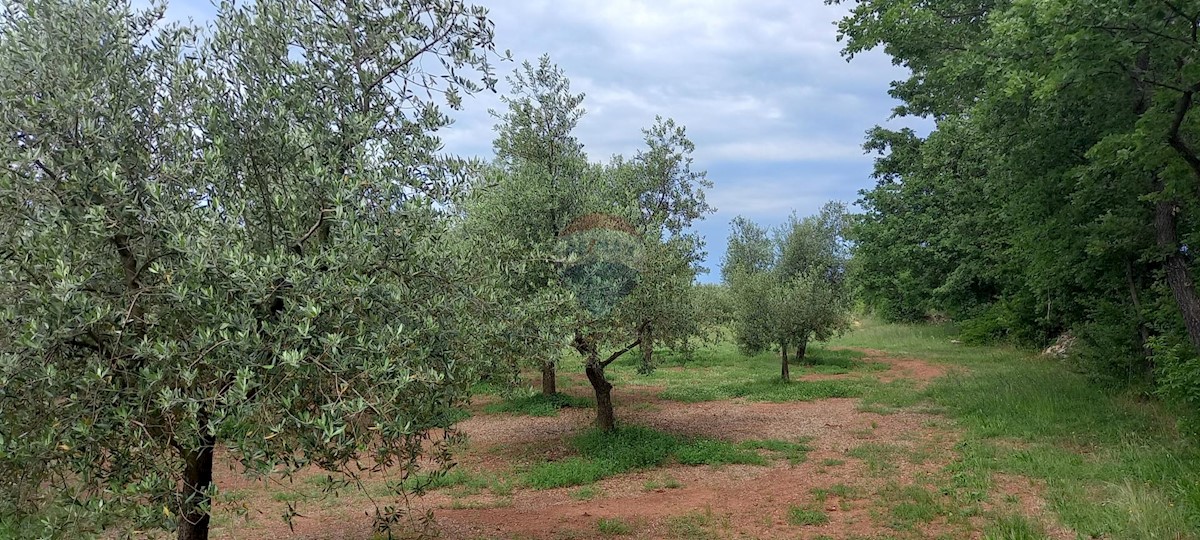 Terreno non edificabile Vodnjan, 24.680m2