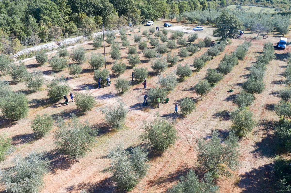 Terreno non edificabile Vodnjan, 24.680m2
