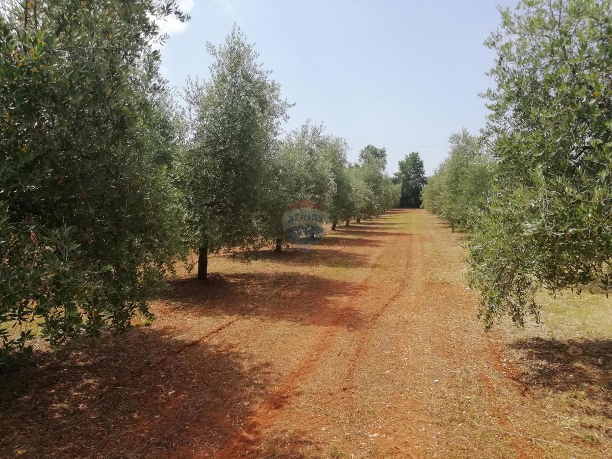 Terreno non edificabile Vodnjan, 24.680m2
