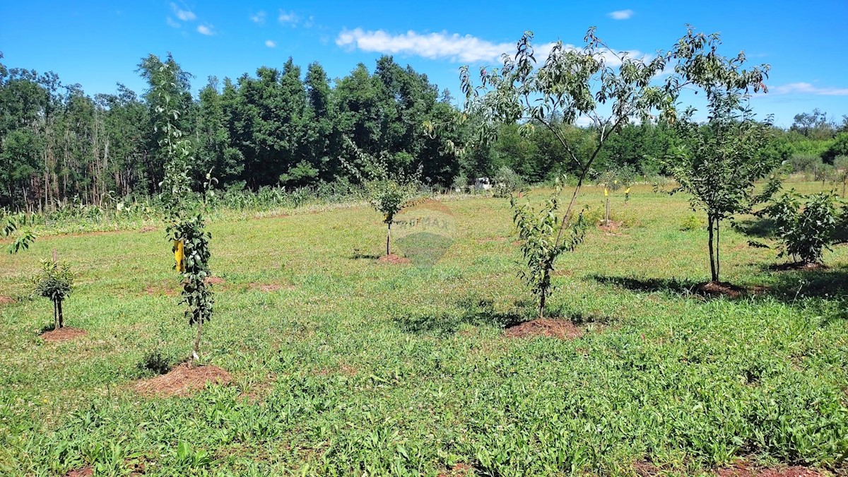 Terreno non edificabile Brtonigla, 7.685m2