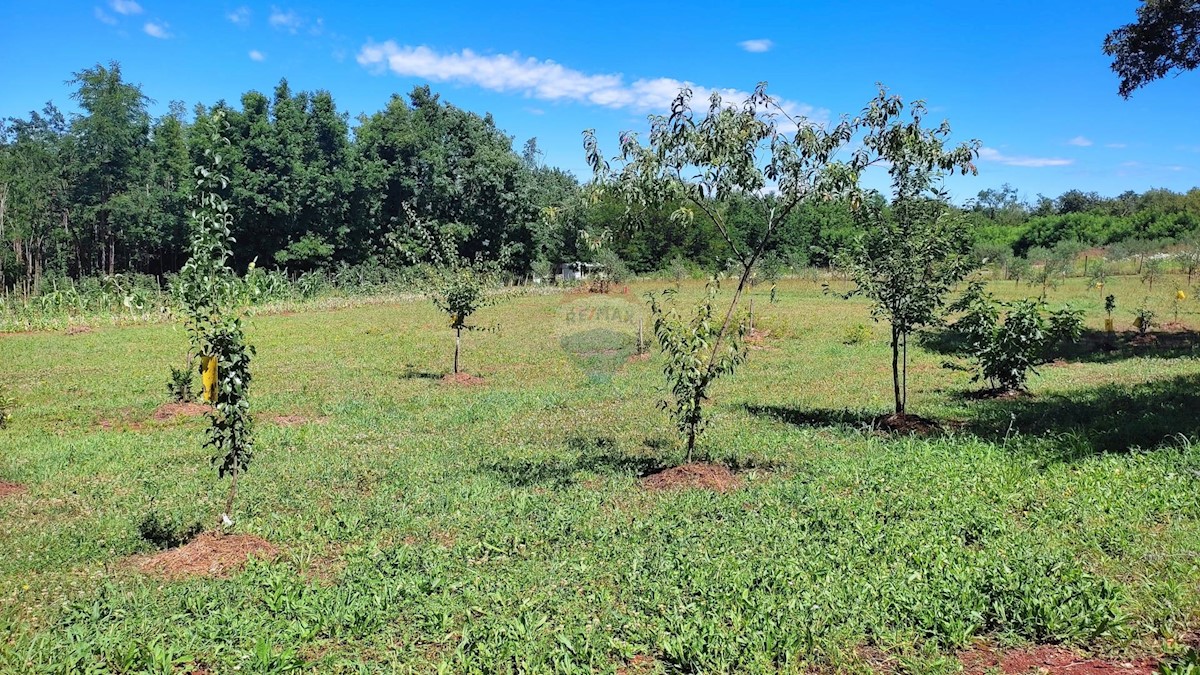 Terreno non edificabile Brtonigla, 7.685m2