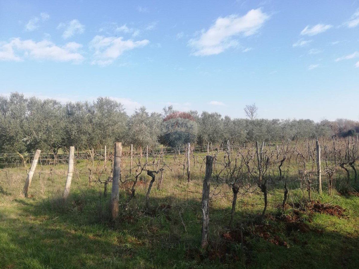 Terreno non edificabile Novigrad, 16,05m2