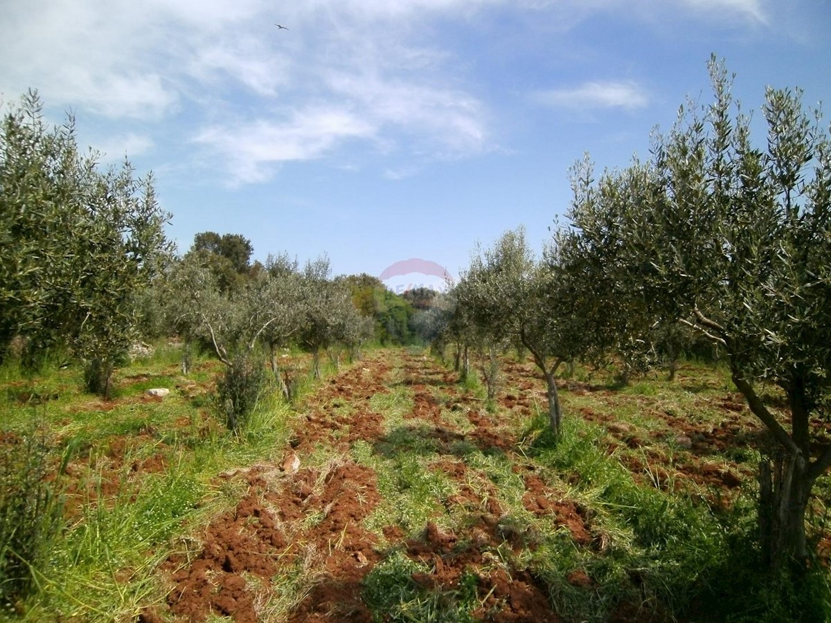 Terreno non edificabile Fažana, 4.340m2