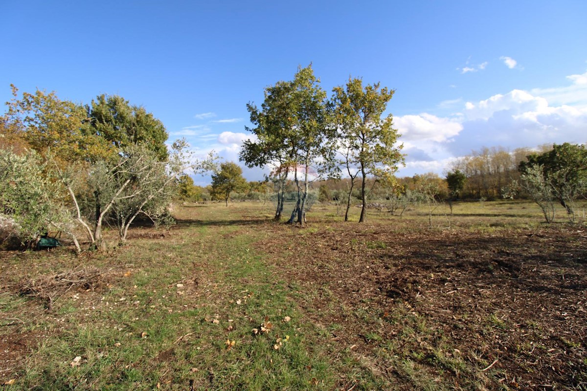 Terreno non edificabile Kaštelir, Kaštelir-Labinci, 8.578m2