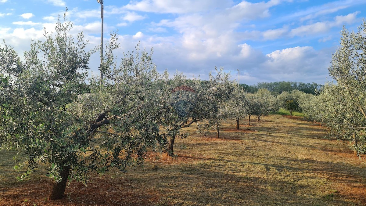 Terreno edificabile Kaštelir, Kaštelir-Labinci, 2.597m2